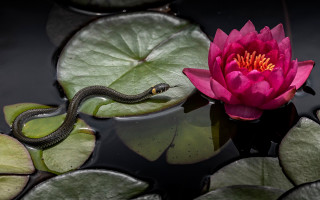 Pink flower snake lily pads - a pink flower free wallpaper