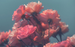 Pink flowers blurry bokeh roses - a blurry image of the flowers free wallpaper