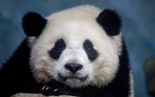 Panda sitting rock sad face - round free wallpaper