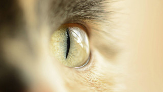 Cat eye macro illusion detailed - optical free wallpaper