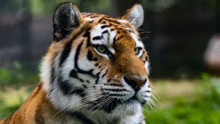 Tiger green eyes blurry background - a tiger free wallpaper