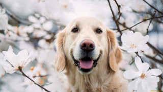 Dog tree flower blooming smiling - smiling free wallpaper