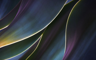 Green purple plant ultrafine abstract - a close up of a plant free wallpaper