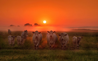 Cows sunset fog field art - the sun in the background free wallpaper