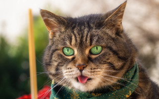 Cat green eyes scarf open - its neck free wallpaper