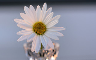 White flower glass vase blue - bottom free wallpaper
