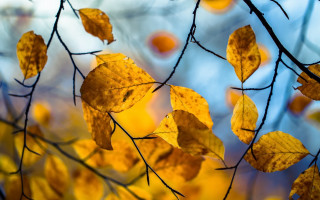 Yellow leaves tree branch blue - a tree branch free wallpaper