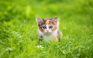 Kitten grass blue eyes blurry - a small kitten free wallpaper