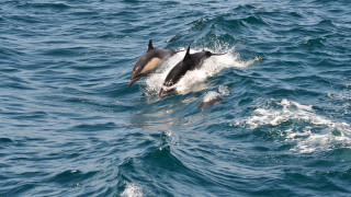 Dolphin swimming mouth open water - its mouth open free wallpaper
