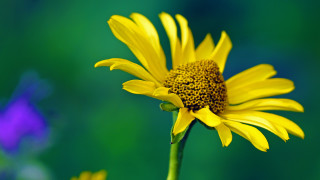 Yellow flower blue background blurry - a yellow flower free wallpaper