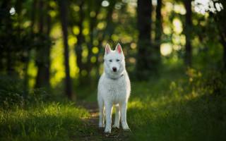 White dog forest bokeh nature - the middle of a forest free wallpaper