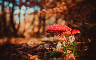 Mushrooms woods autumn leaves nature - a group of mushrooms free wallpaper
