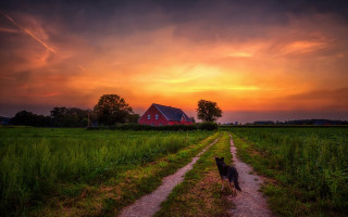 Dog barn dirt road sunset - a barn free wallpaper