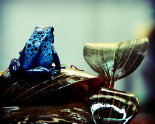 Blue frog leaf plant pond - craola free wallpaper