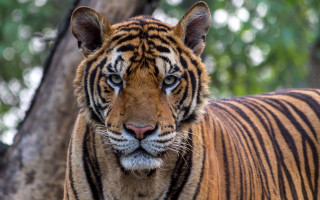 Tiger tree sad look portrait - a tiger free wallpaper