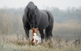 Dog horse field grass trees - a field of grass and grass free wallpaper
