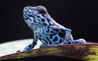 Blue black frog leaf black - craola free wallpaper