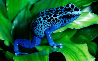 Blue black frog green leafy - free nature wallpaper