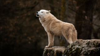 White wolf rock forest black - caspar wolf free wallpaper