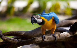 Colorful bird perched branch zoo - upper body free wallpaper