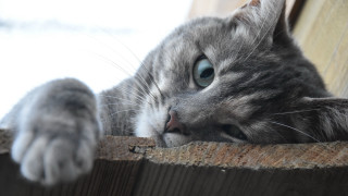 Cat fence look over paw - dof free wallpaper