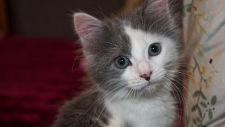 Small cat blue eyes cushion - a small kitten free wallpaper