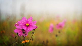 Pink flower field bokeh impressionist - impressionist free wallpaper