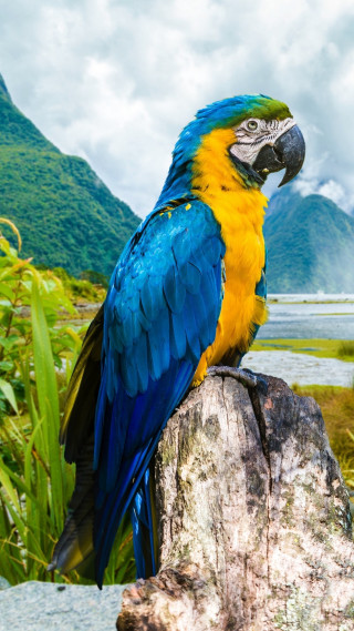 Blue yellow parrot tree stump - animal photography free wallpaper