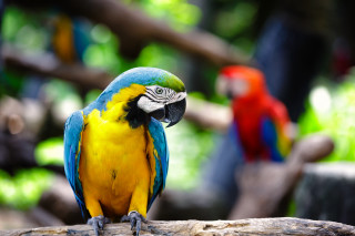 Colorful parrot tree branch forest - a colorful parrot free wallpaper