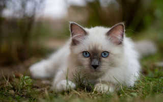 White kitten blue eyes curious 5 - curious free wallpaper