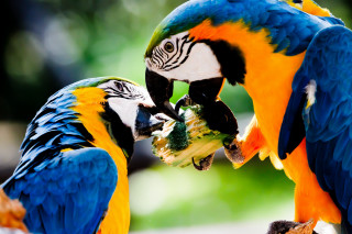 Colorful parrots eating broccoli zoo - bird free wallpaper for desktop