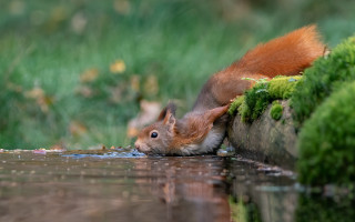Squirrel drinking water pond grass - the grass and grass free wallpaper