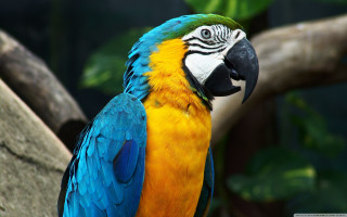 Colorful parrot tree branch forest 2 - a colorful parrot free wallpaper