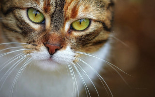 Cat green eyes closeup macro 3 - green eye free wallpaper