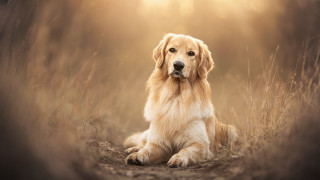 Dog field tallgrass sunlight renaissance - a stock photo free wallpaper