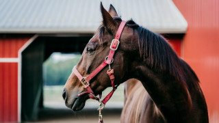Horse red barn shallow depth - a red barn free wallpaper