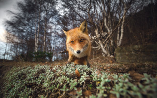 Red fox woods fall camera - a red fox free wallpaper