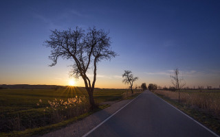 Sunset road tree field dusk - a road free wallpaper for desktop