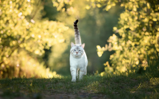 Cat grass walking blurry background - its tail free wallpaper