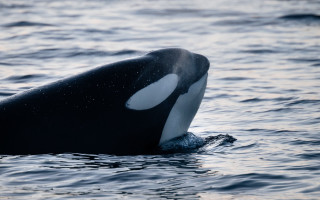 Whale water sky moon stars - donald roller wilson free wallpaper