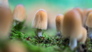 Mushrooms mossy forest bokeh naturism - mossy free wallpaper