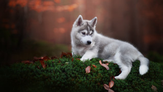 Husky mossy woods leaves nature - mossy free wallpaper