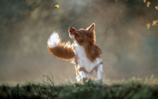 Dog butterfly field digital art - ultra realistic digital art free wallpaper