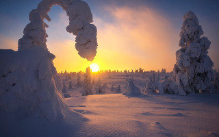 Sunset snowy trees dusk mountain - bruno liljefors free wallpaper