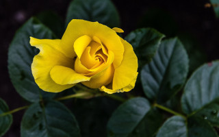 Yellow rose single flower dark - a single flower in the center free wallpaper