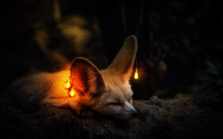 Fox glowing ears burned night - its head free wallpaper