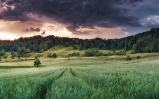 Field tree cloudy sky landscape - landscape free wallpaper