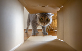 Cat hiding cardboard box liminal 2 - liminal free wallpaper