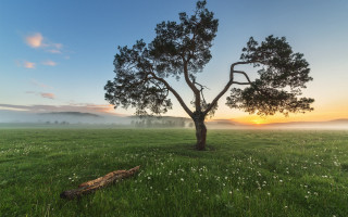 Lone tree sunrise mist australian - a lone tree in a field free wallpaper
