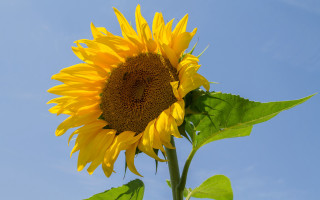 Sunflower blue sky field ecological - round free wallpaper
